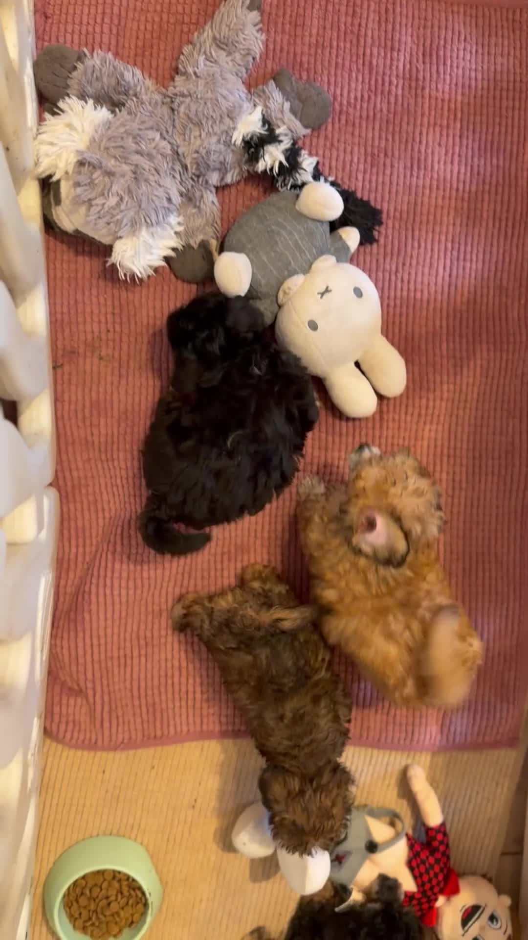 Poedel Toy honden te koop: Drie toy poedel pupjes  - Video 1