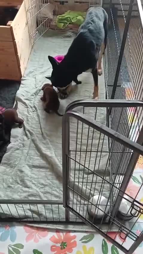 Australian Kelpie honden te koop: Australian Kelpie pups zoeken actieve baasjes - Video 1