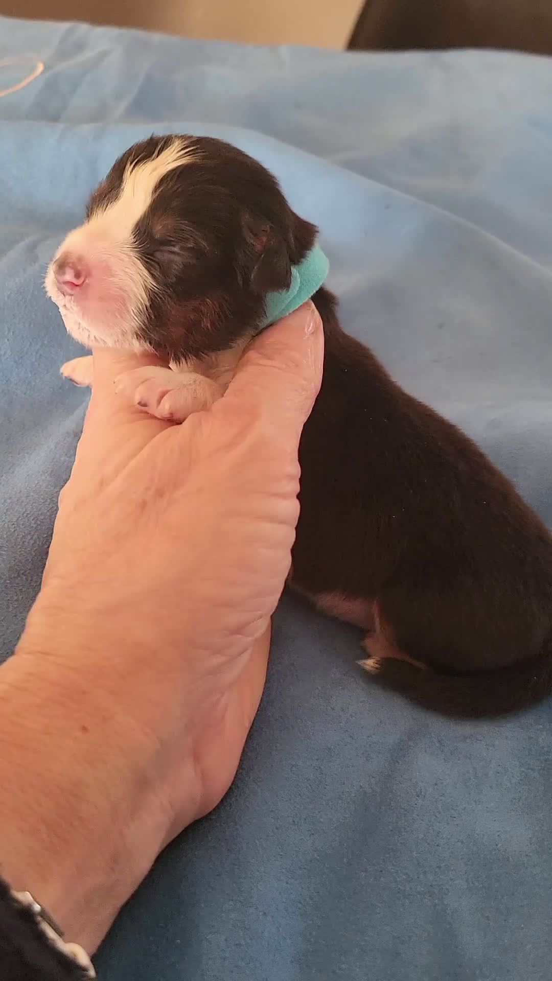 Australian Shepherd honden te koop: Australian Shepherd pupjes met FCI stamboom - Video 1