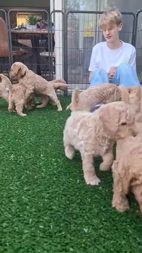 Labradoodle honden te koop: Nog 1 prachtig labradoodle reutje beschikbaar  - Video 2