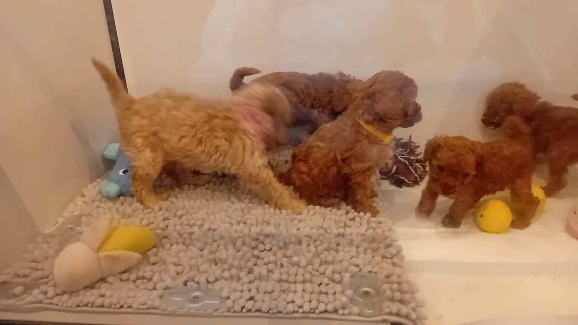 Poedel Toy honden te koop: Toy poedel puppy's - Video 1