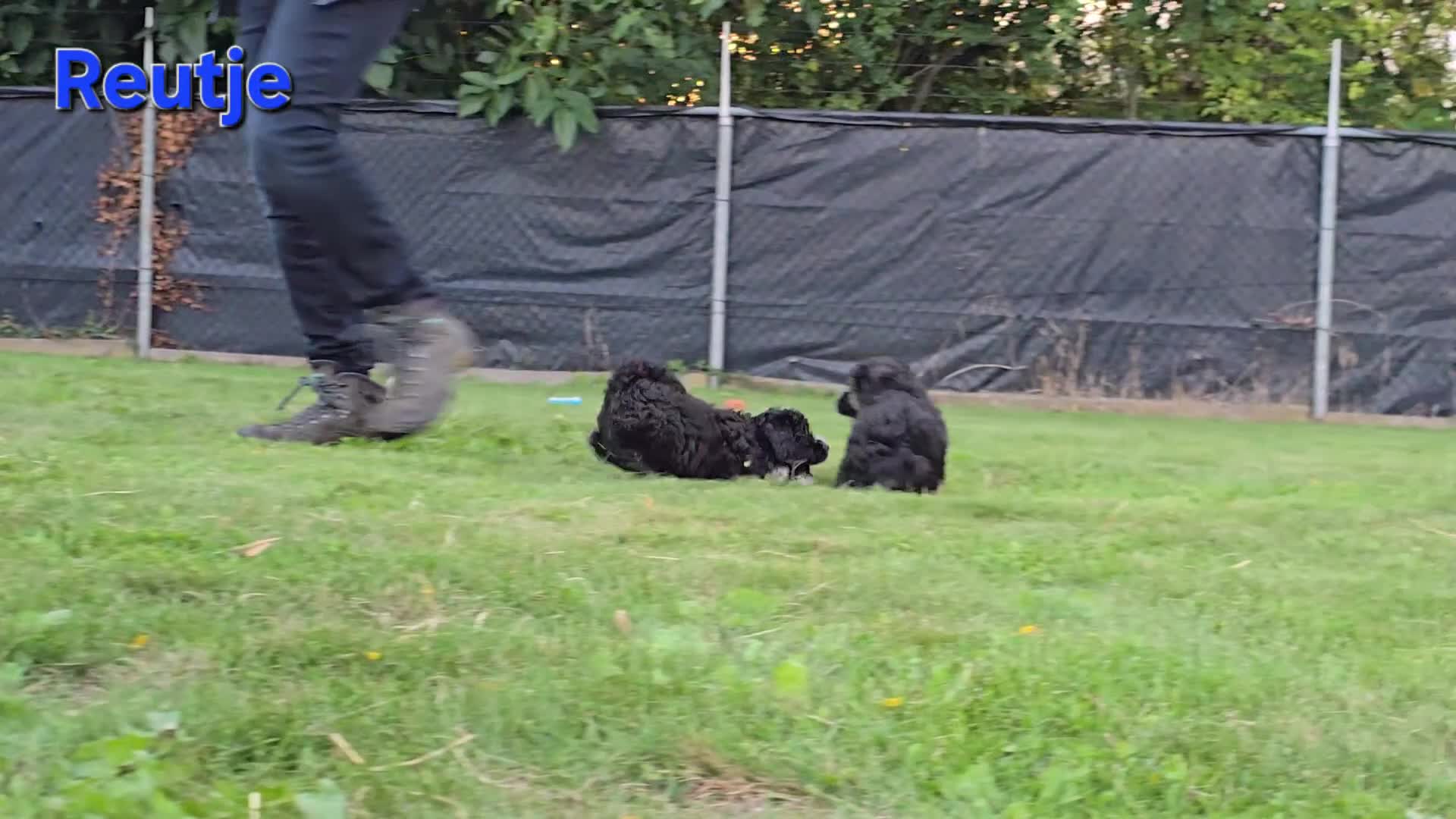 Maltipoo honden te koop: 🥰 2 Prachtige Maltipoo pups! Unieke kleuren 🐶 - Video 2