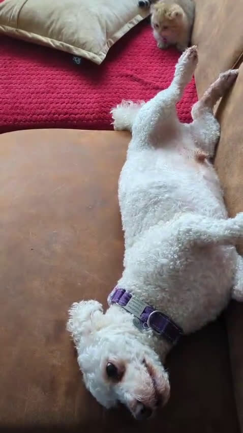 Maltipoo honden te koop: Fantastisch zwarte Maltipoo F1b 🥰 Anti-allergie - Video 2