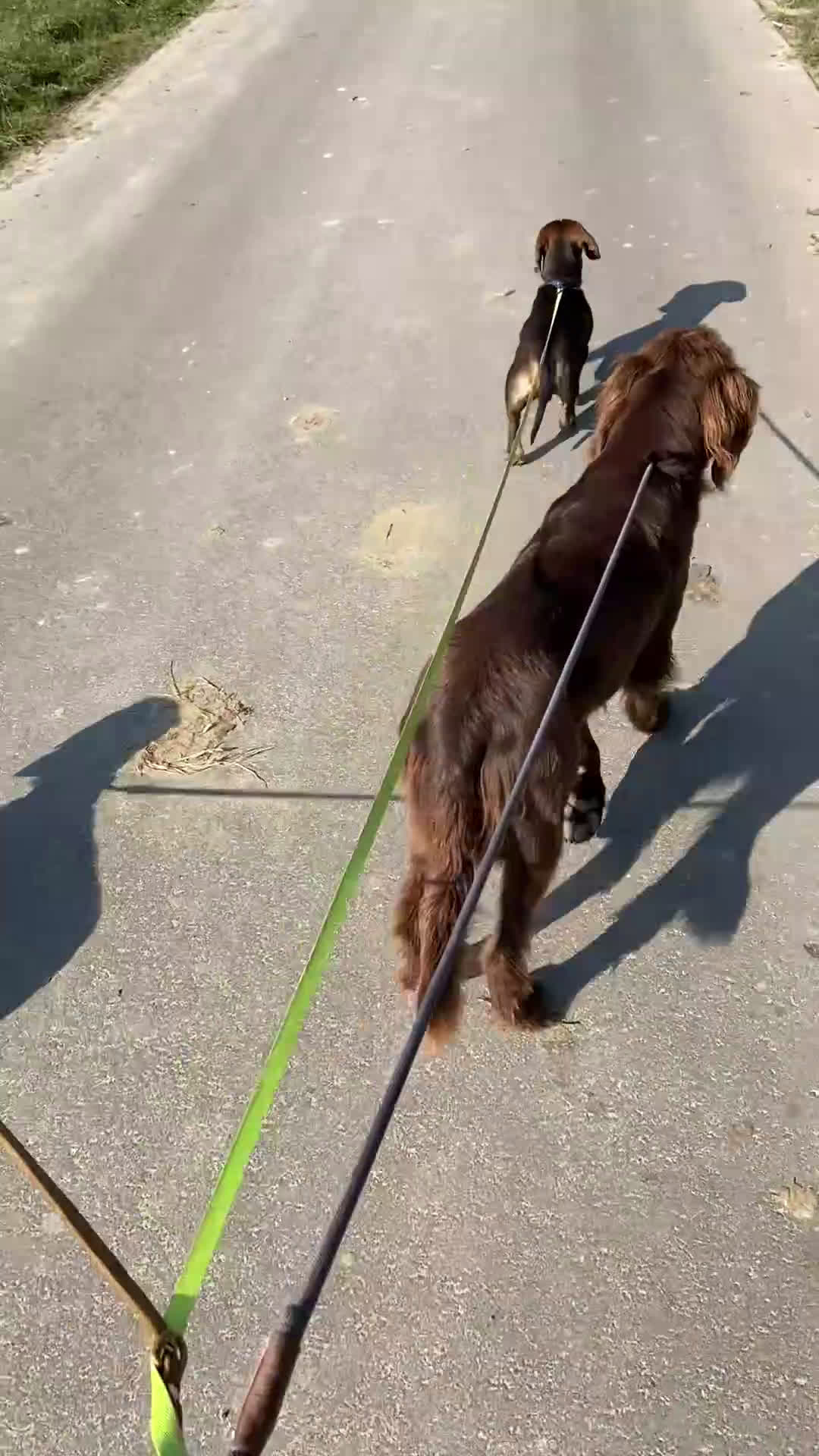 Duitse Staande Hond Langhaar honden te koop: Duitse staande langhaar  - Video 1