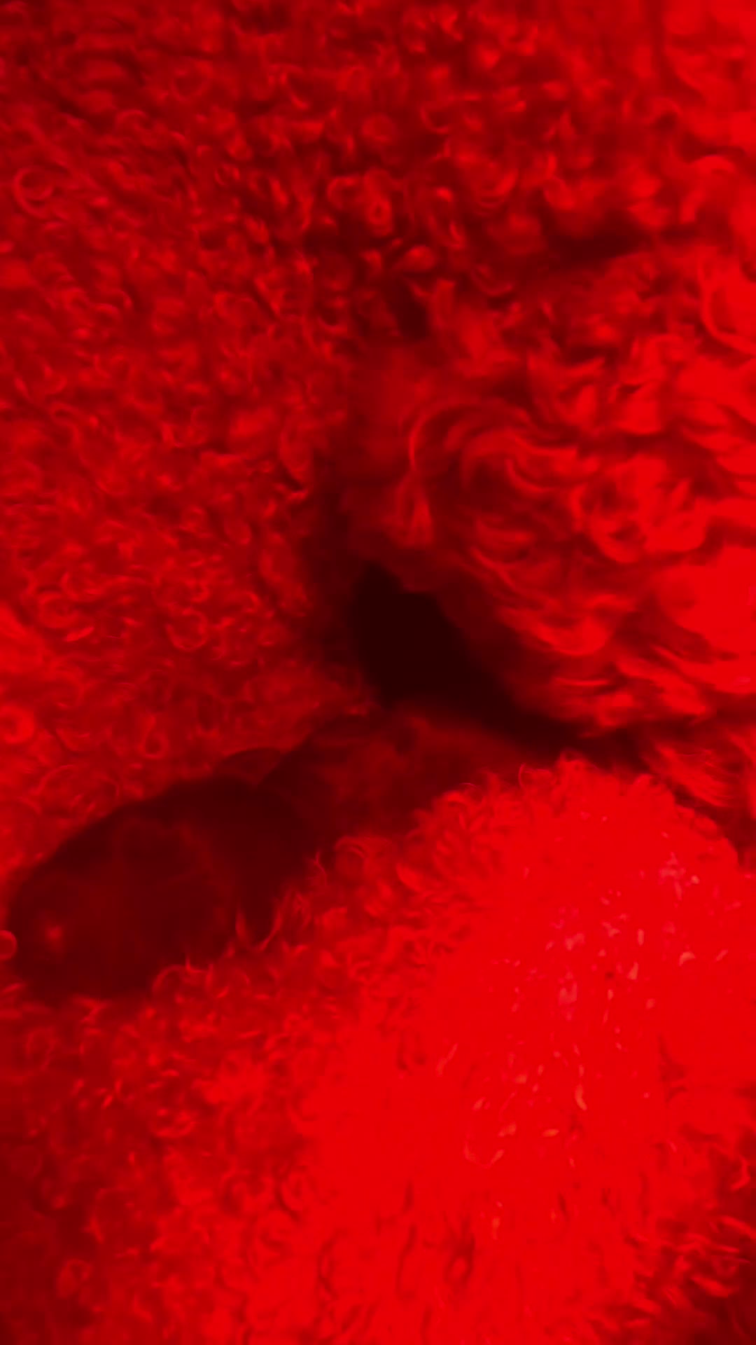 Australian Labradoodle honden te koop: Australian labradoodle puppy’s  - Video 1