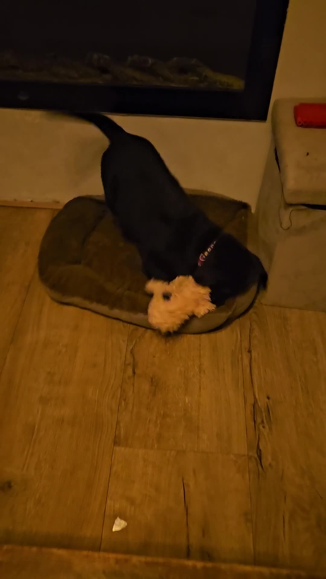 Labrador Retriever honden te koop: Prachtige labrador pups - Video 1