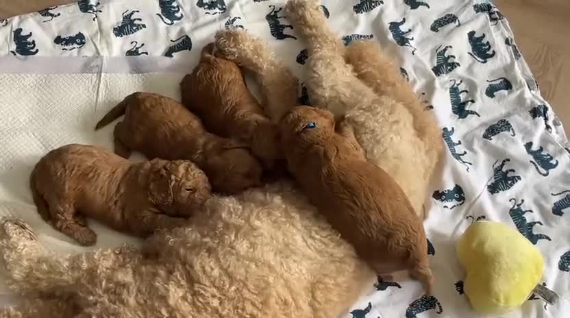 Australian Labradoodle honden te koop: Rood/Abrikoos Australian Labradoodle Puppy's - Video 1