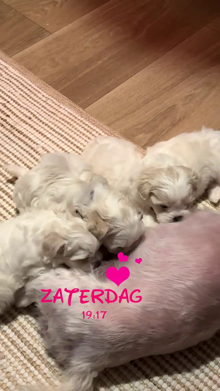 Maltezer honden te koop: Mini malzeter  - Video 4