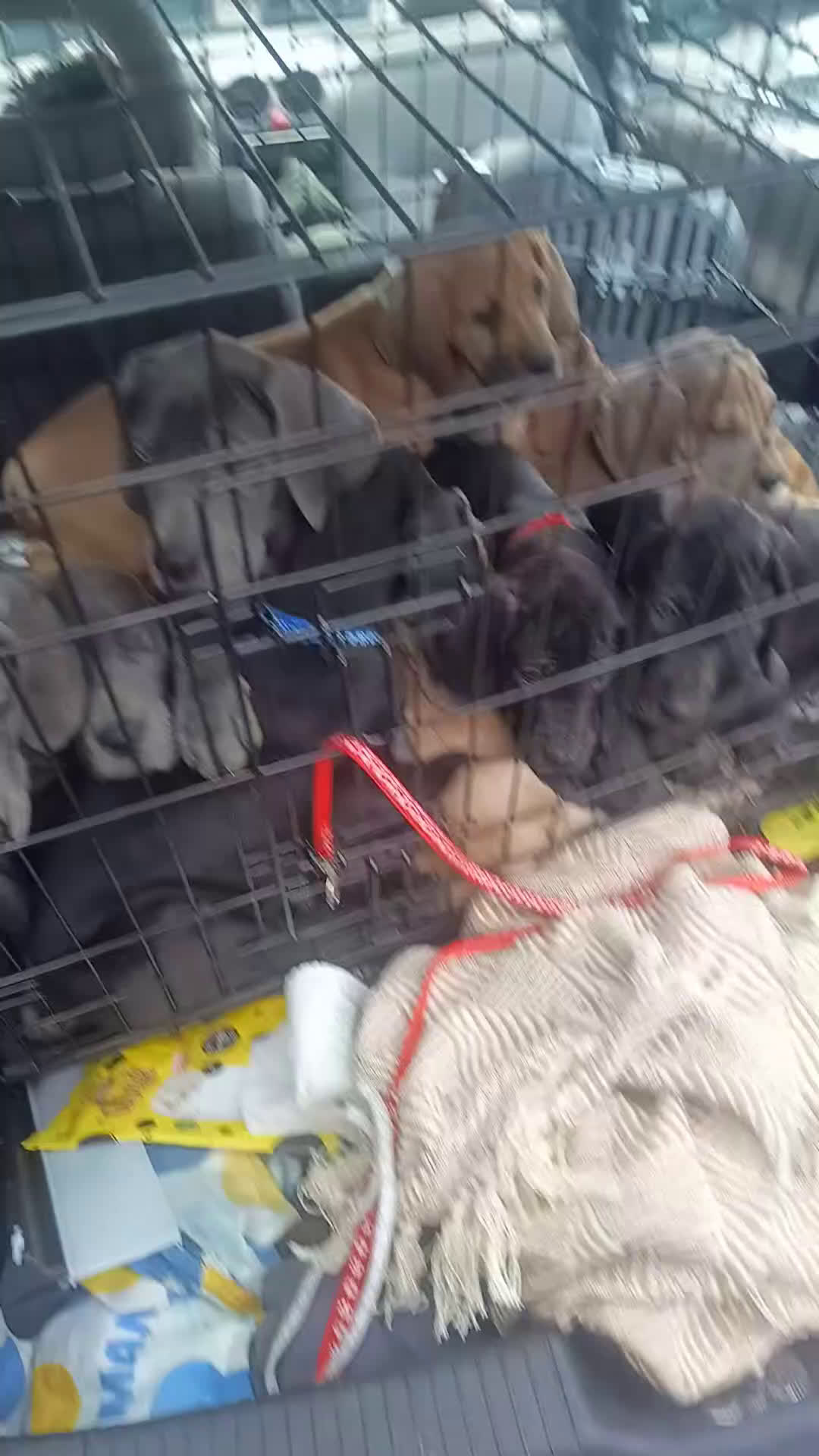 Duitse Dog honden te koop: Duitse dog pups - Video 1