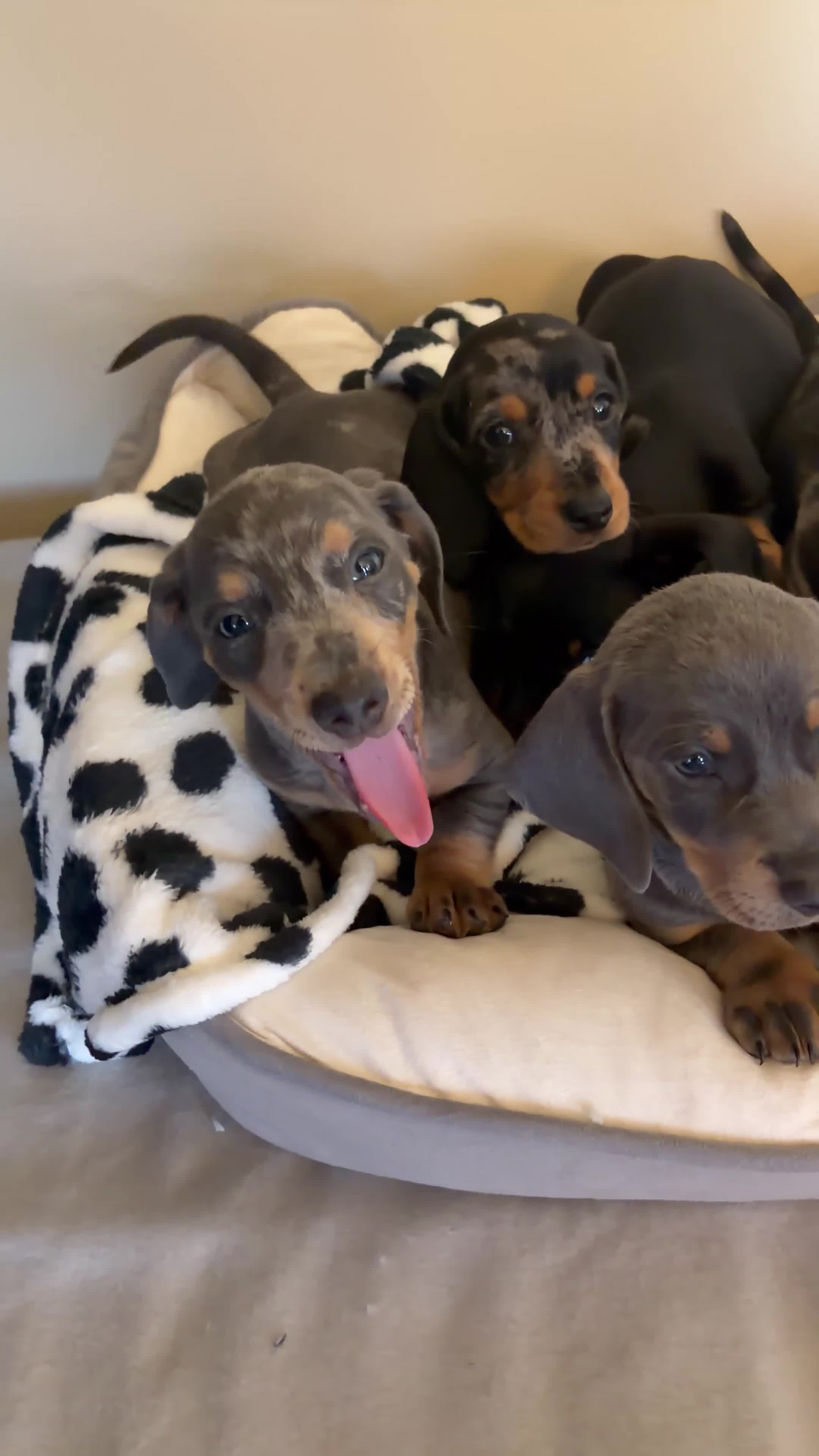 Teckel (korthaar)  honden te koop: Dwerg teckel pupjes. - Video 3