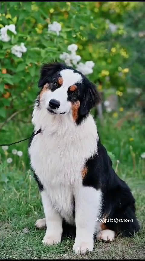 Australian Shepherd honden te koop: Australian Shepherd pupjes ouders volledg getest - Video 1