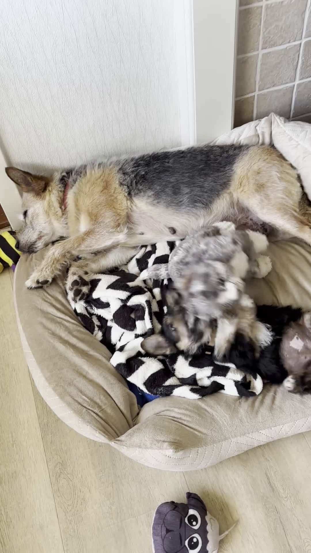 Kruising honden te koop: Een Schattig Puppy - Video 1
