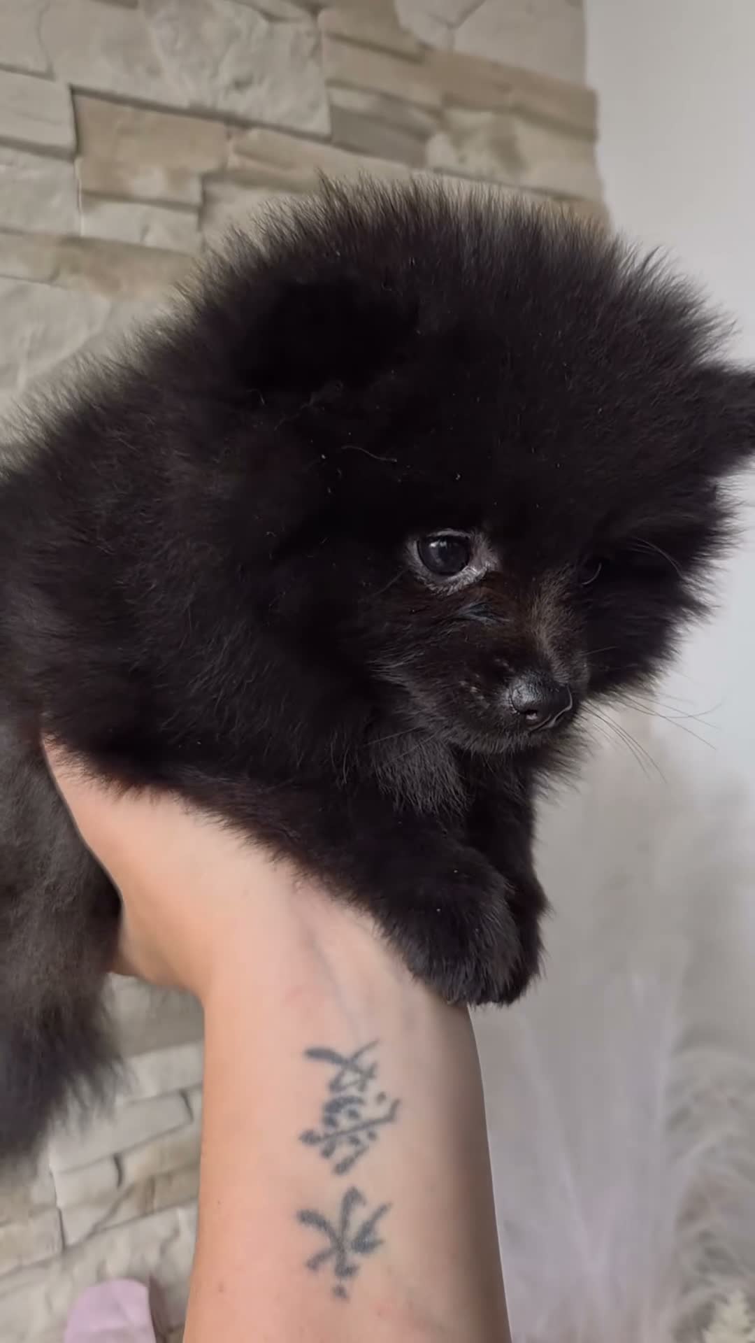 Pomeriaan honden te koop: Knap pomeranian reutje - Video 1