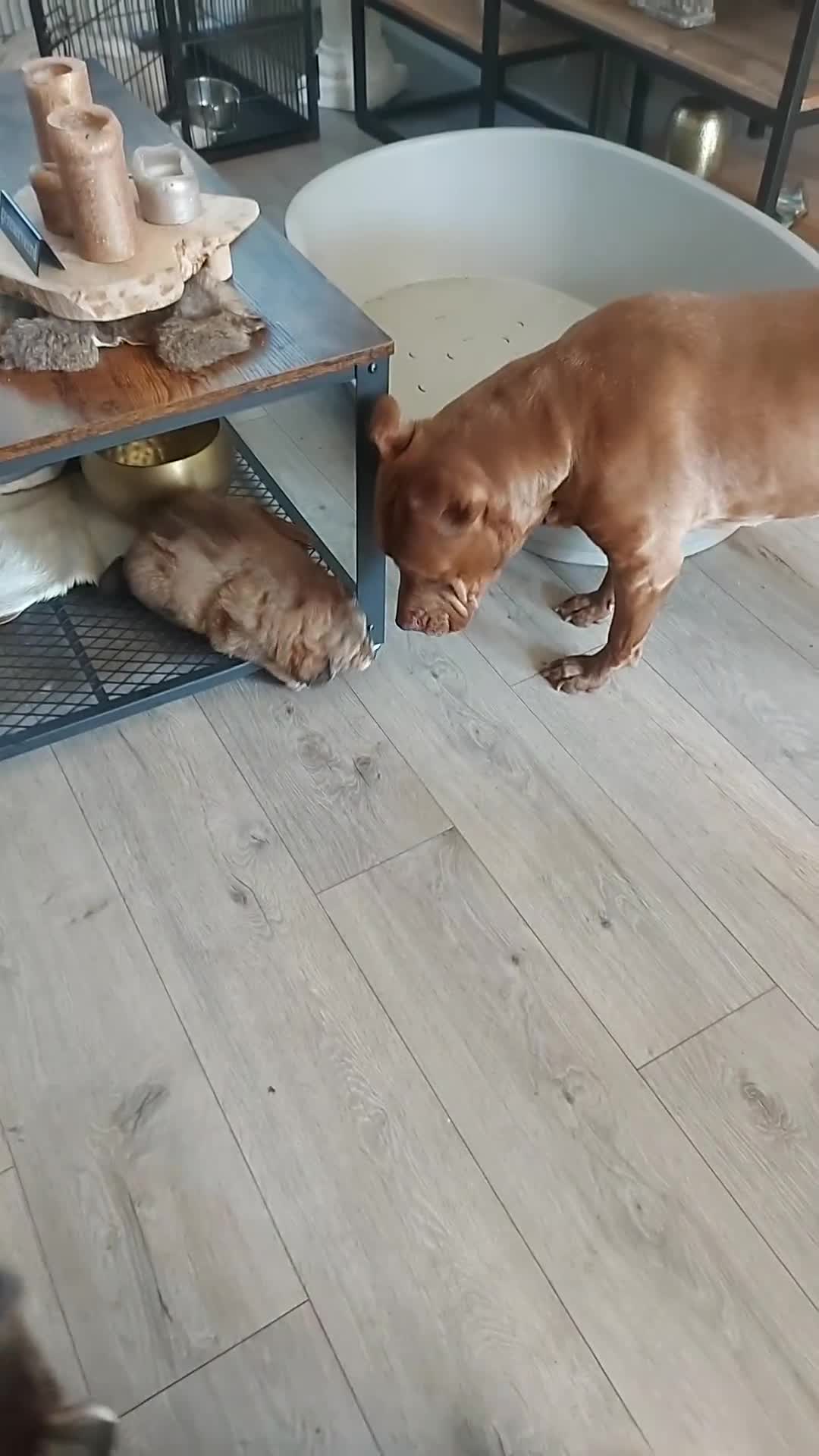 Kruising honden te koop: Prachtige hondjes Gezond chip enting  paspoort  - Video 3