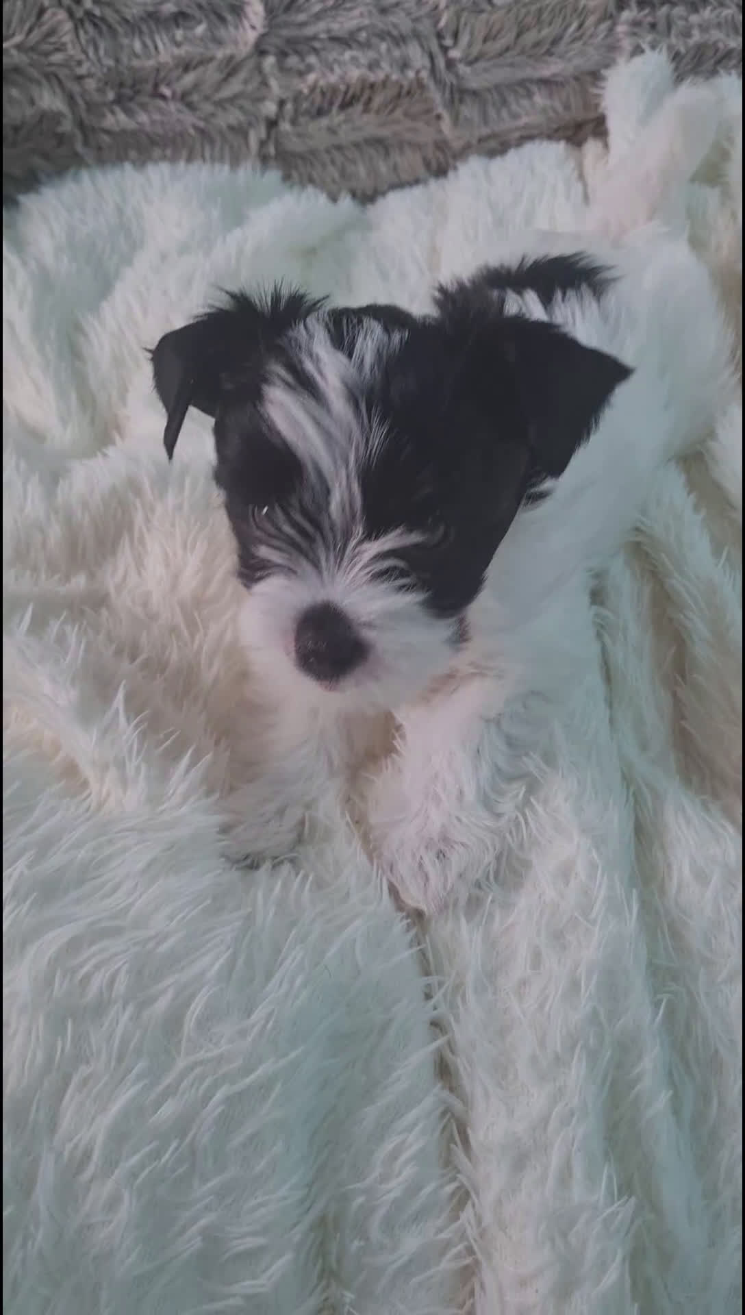 Yorkshire Terriër honden te koop: Yorkshire Terriër pups zoeken een liefdevol thuis! in Kortrijk - Video 3