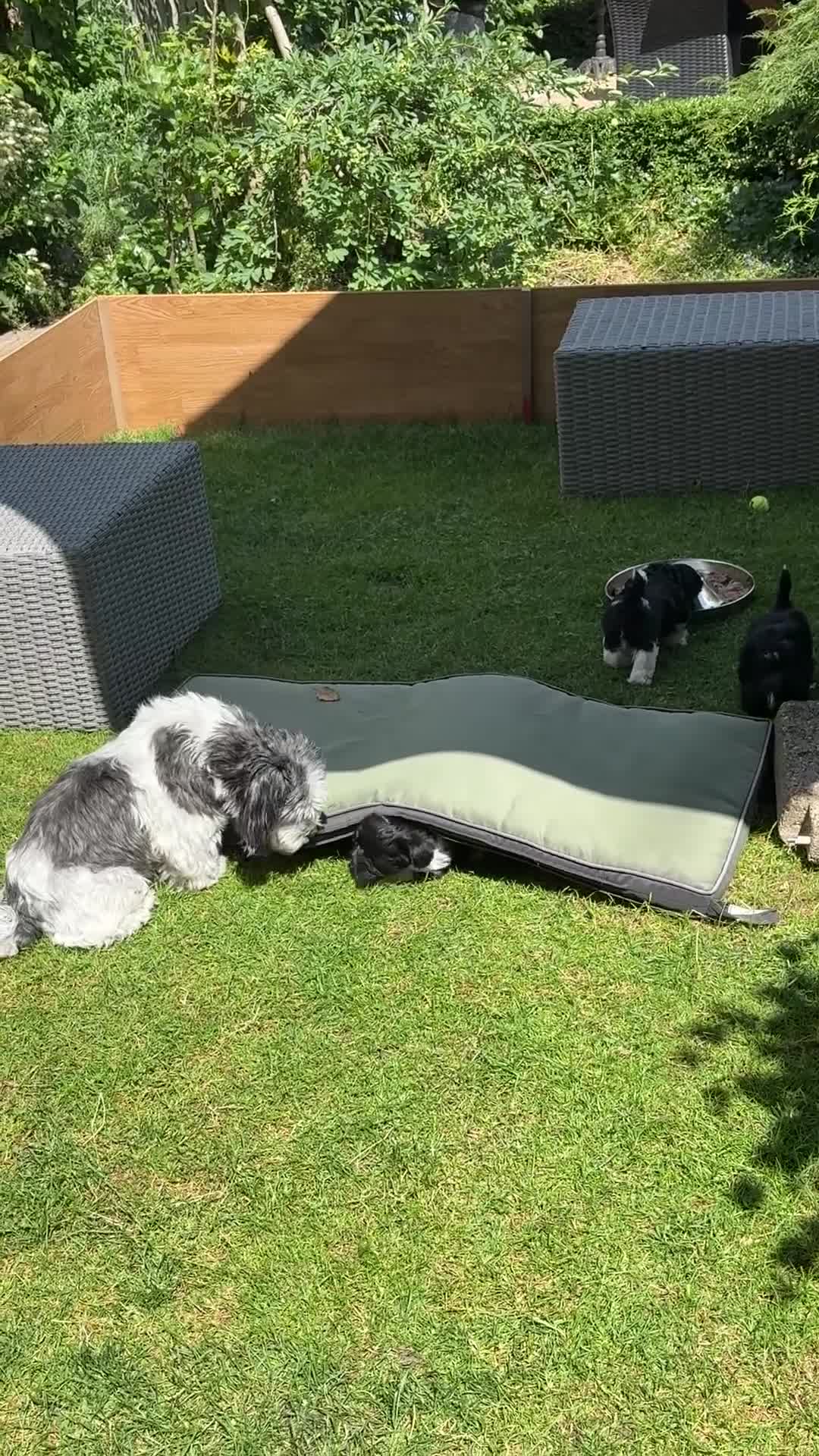 Kruising honden te koop: Schatjes van Boomerpups te koop - Video 1