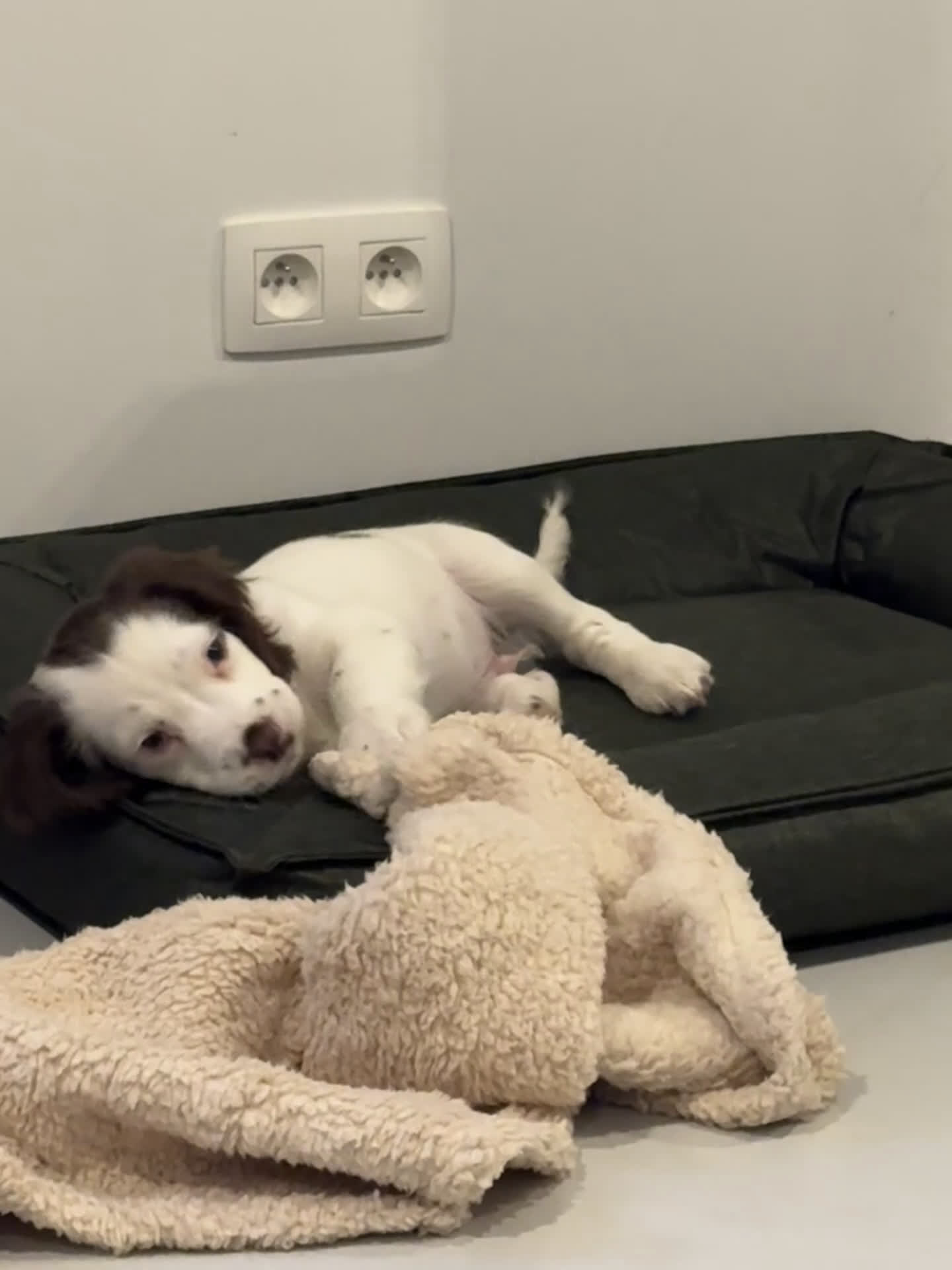 Engelse Springer Spaniel honden te koop: Lieve pup zoekt warm nest - Video 1