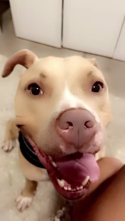 Pitbull Terriër honden ter dekking: Ajax/Jaxie ( DEKREU ) - Video 1