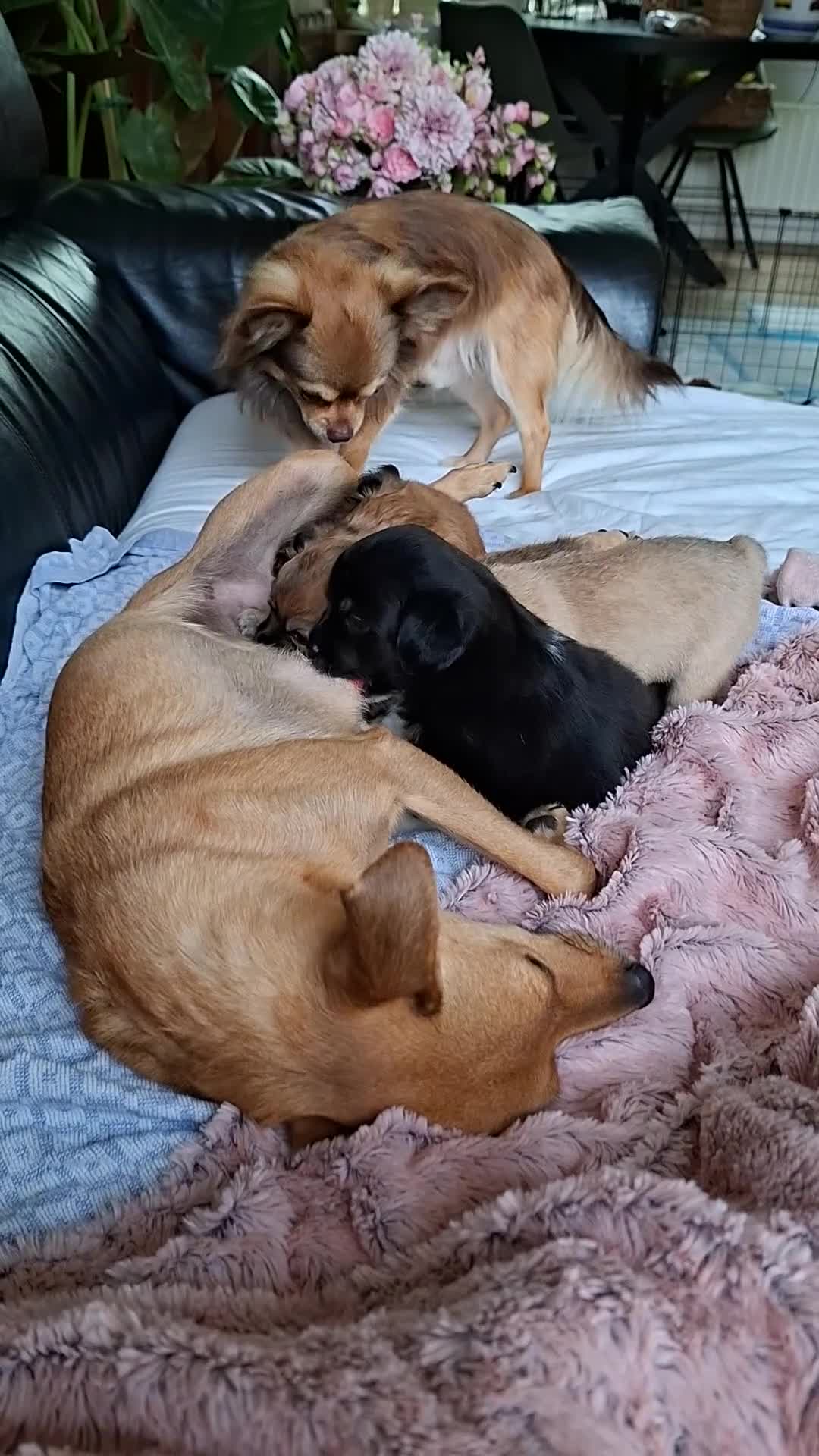 Kruising honden te koop: Superlieve chihuahua kruising  - Video 1