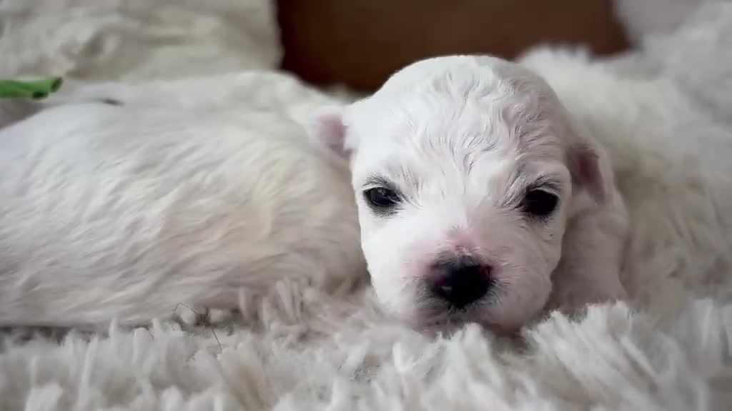Bolognezer honden te koop: Super mooie bolognezer pupjes met stamboom in Waddinxveen - Video 2