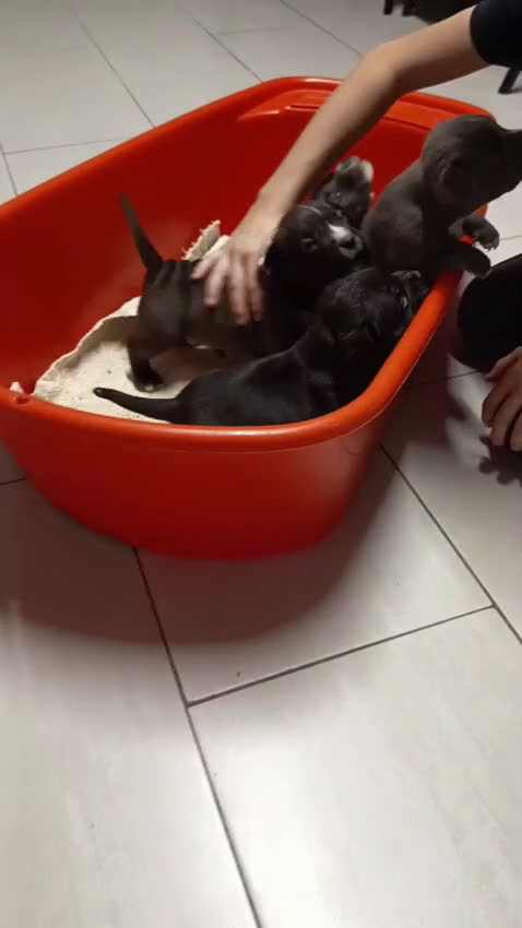 Amerikaanse Bully honden te koop: Amerikaanse Bully-puppy's  - Video 1