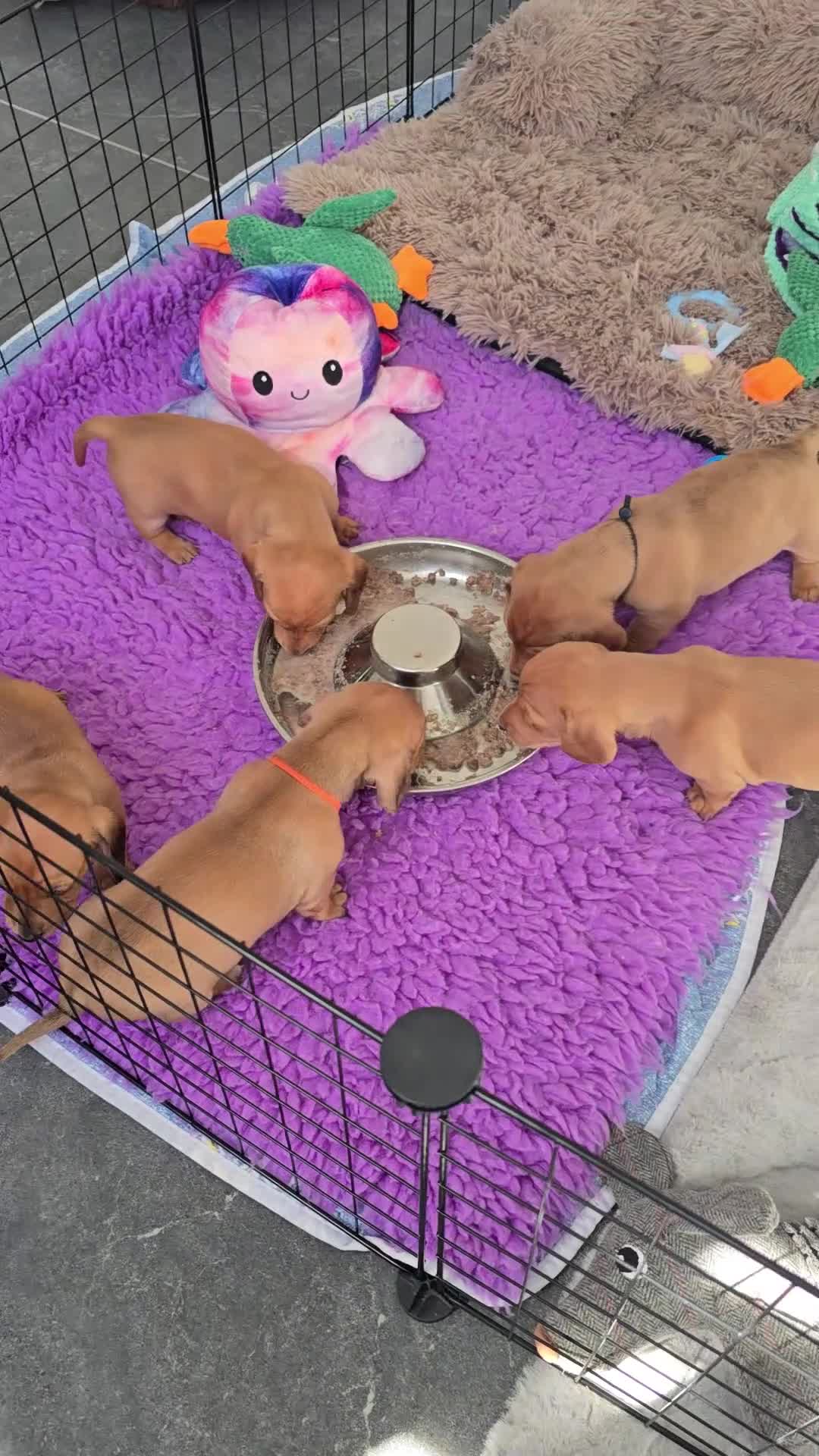 Teckel (korthaar)  honden te koop: Dwergteckel pup kortharig cream blond!!! - Video 2