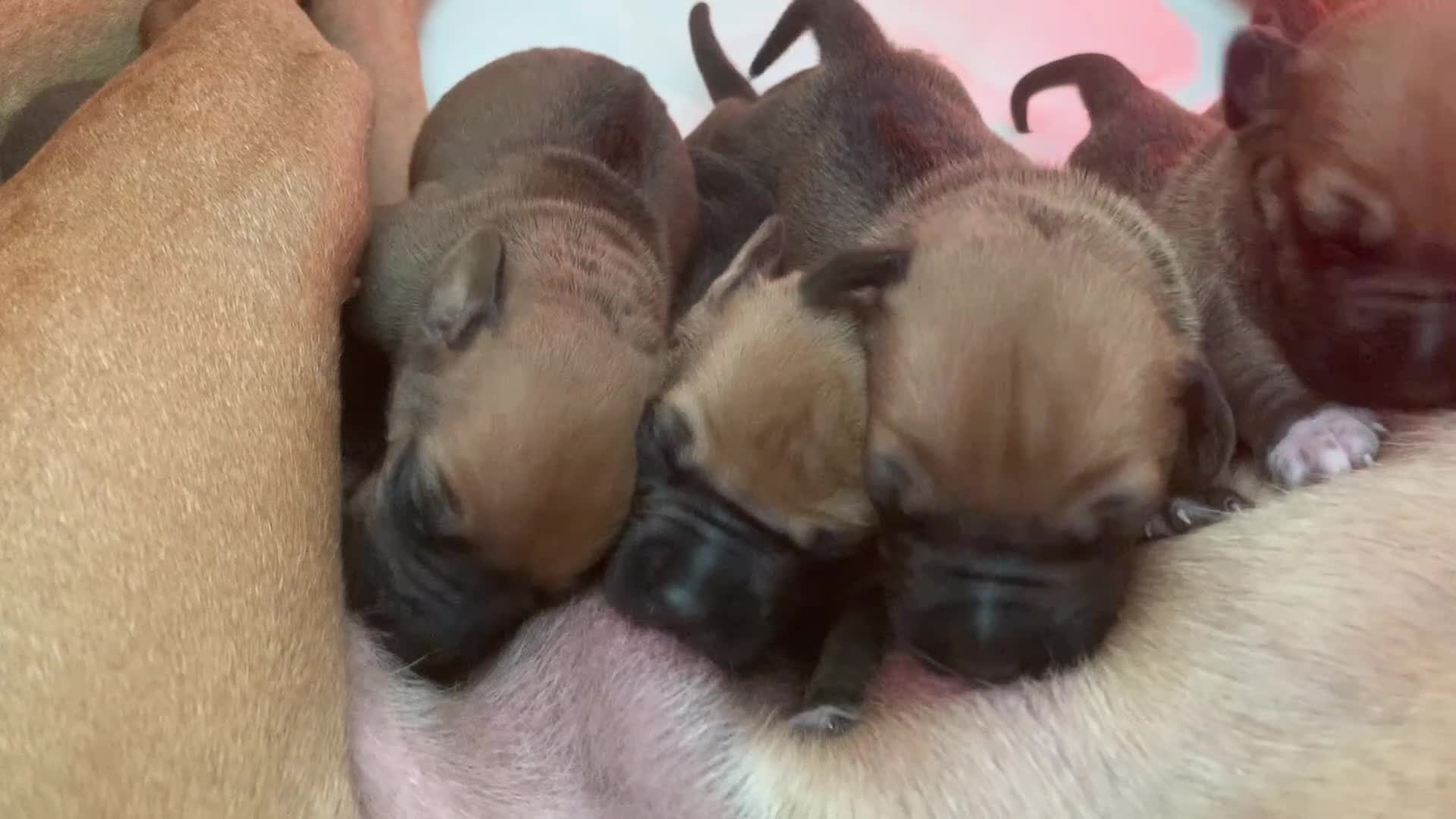 Rhodesian Ridgeback honden te koop: Rhodesian ridgeback pups - Video 1