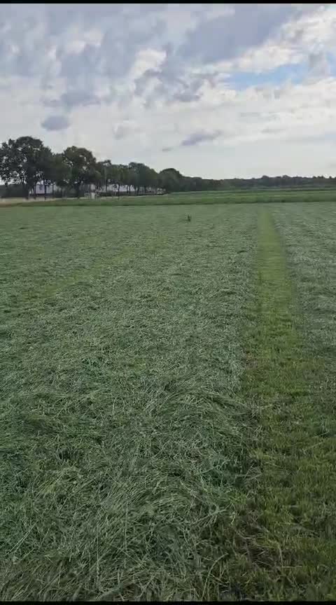 Border Terriër honden te koop: Westfalen terrier - Video 1