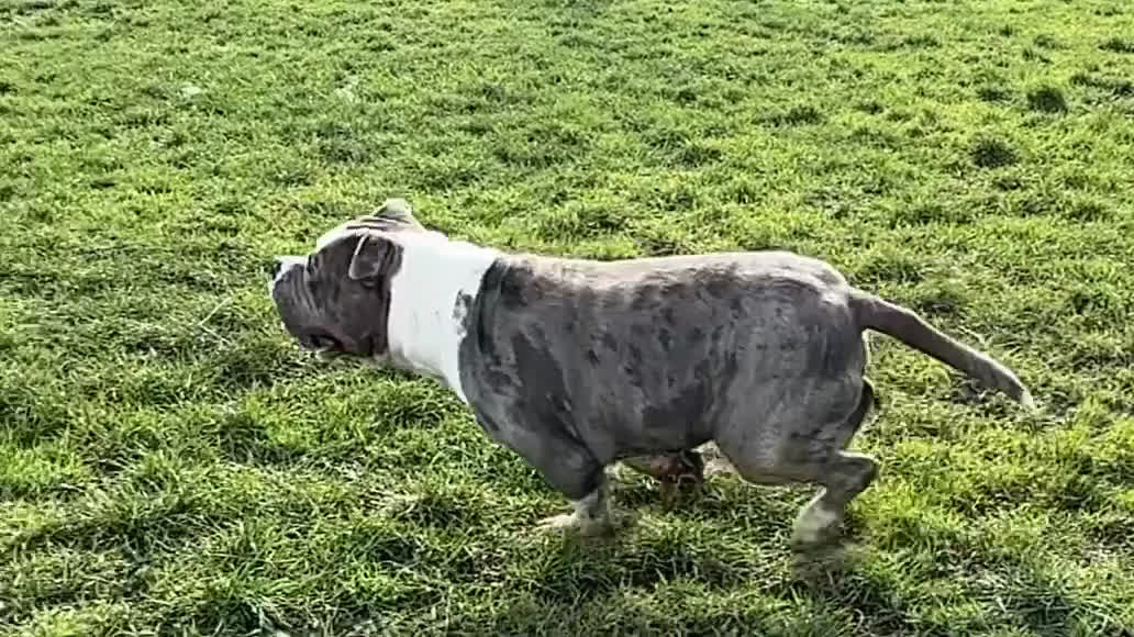 Amerikaanse Bully honden ter dekking: American Bully XL dekreu  - Video 1
