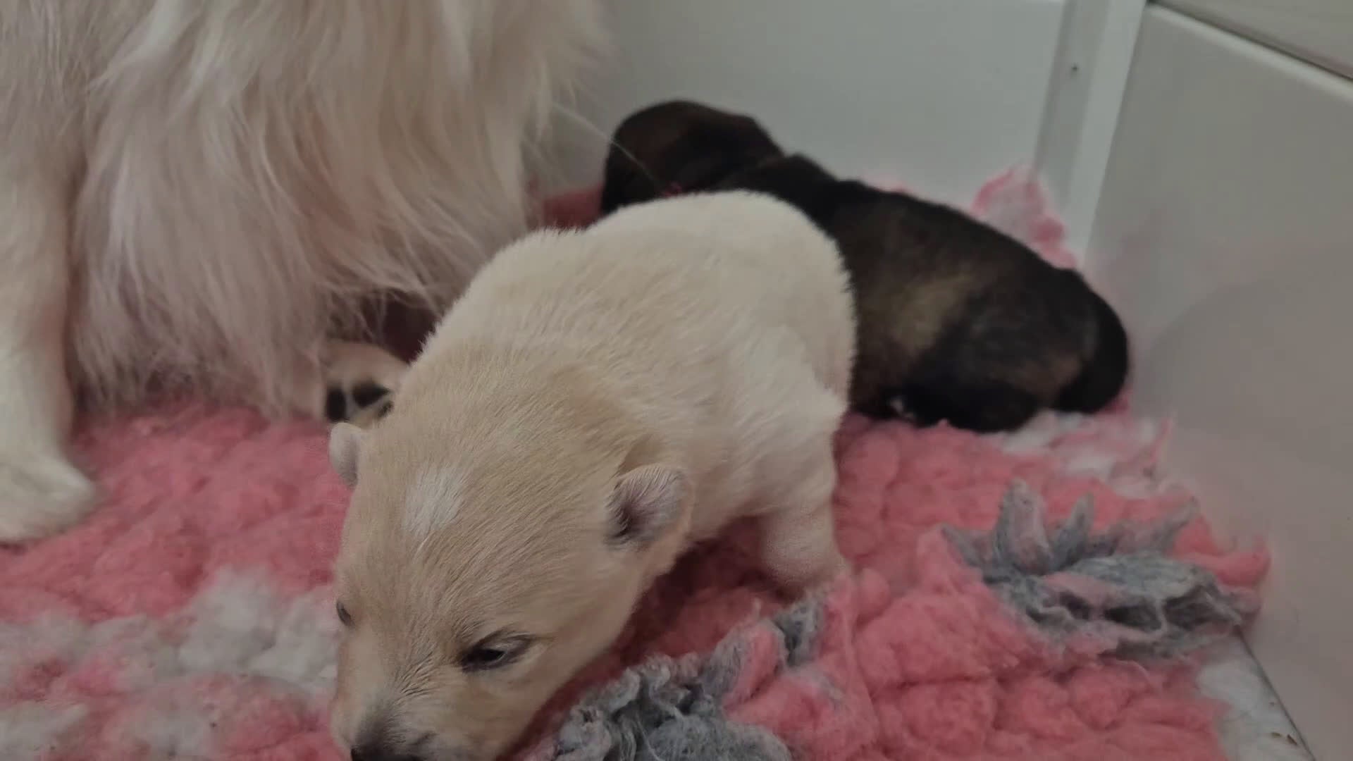 Keeshond honden te koop: Middenslag Keeshond pups - Video 1