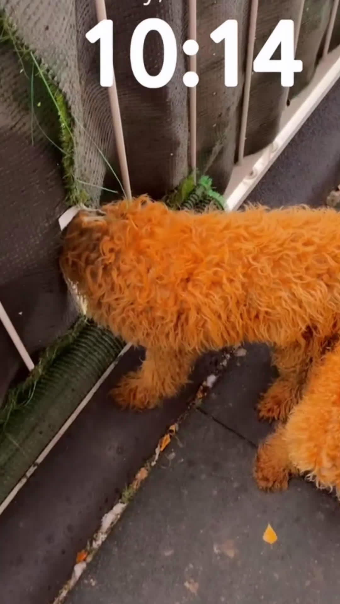 Labradoodle honden te koop: Labradoodle  - Video 2