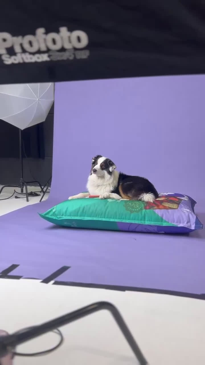 Australian Shepherd honden ter dekking: Raszuivere Australian Shepherd Black Tri Dekreu  in Ootmarsum - Video 4