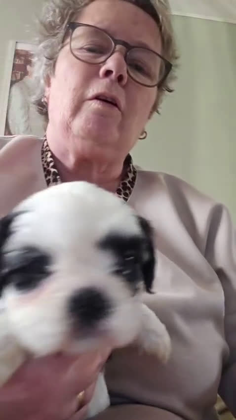 Kruising honden te koop: Boomer pups - Video 2