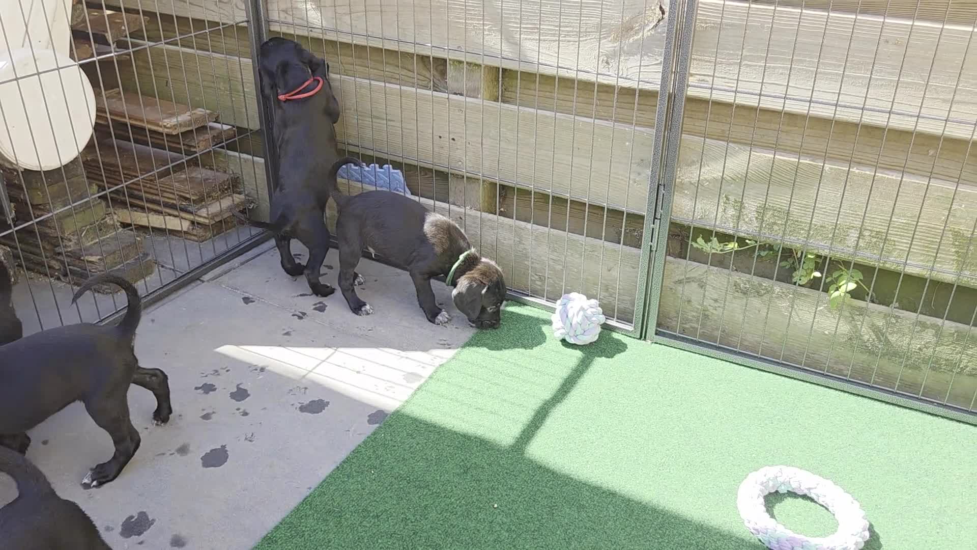 Kruising honden te koop: Prachtige Labradoodle x Dalmatiër puppy's! - Video 1