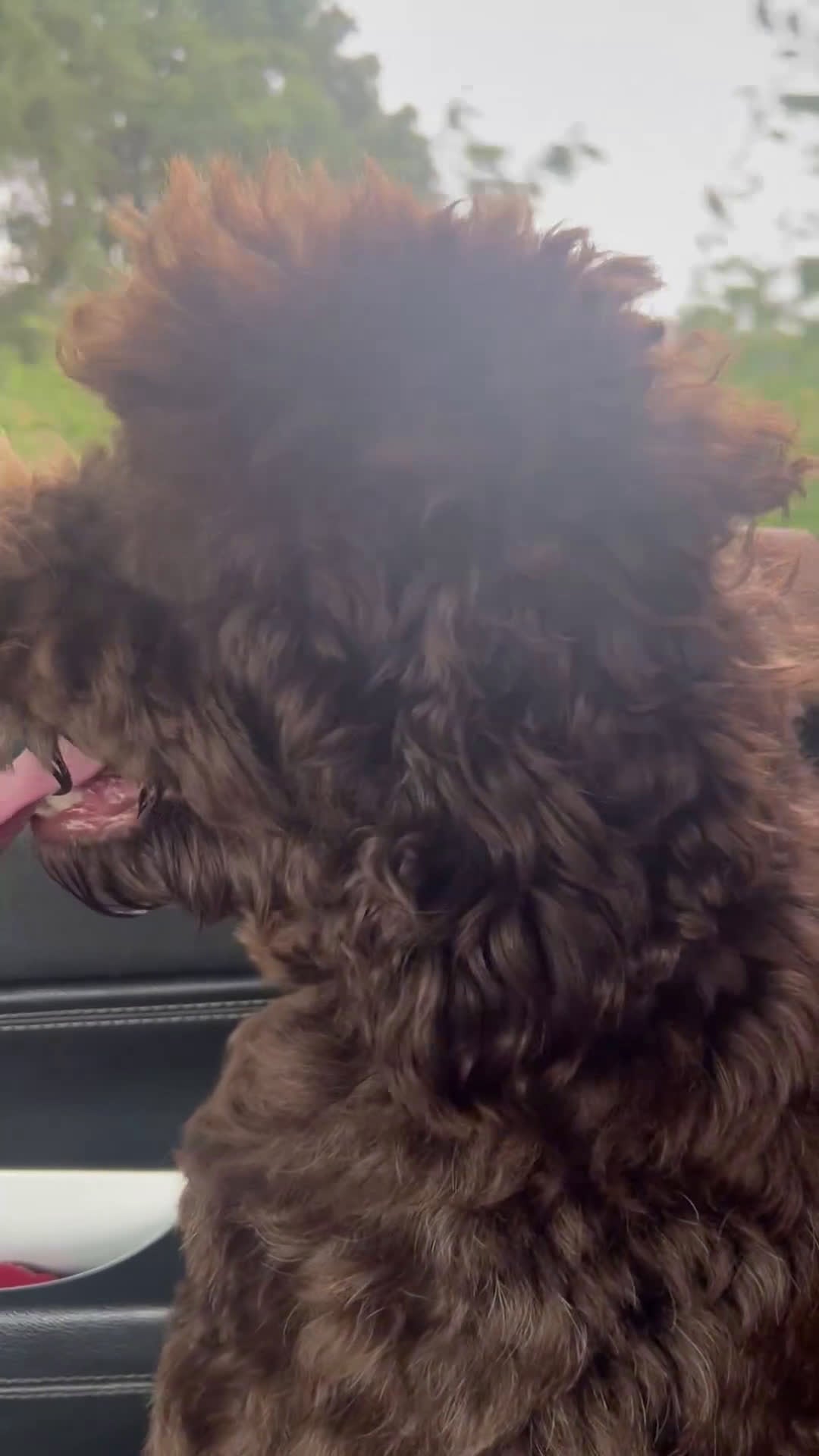 Australian Labradoodle honden te koop: Medium Australian Labradoodle pup nestaankondiging - Video 1