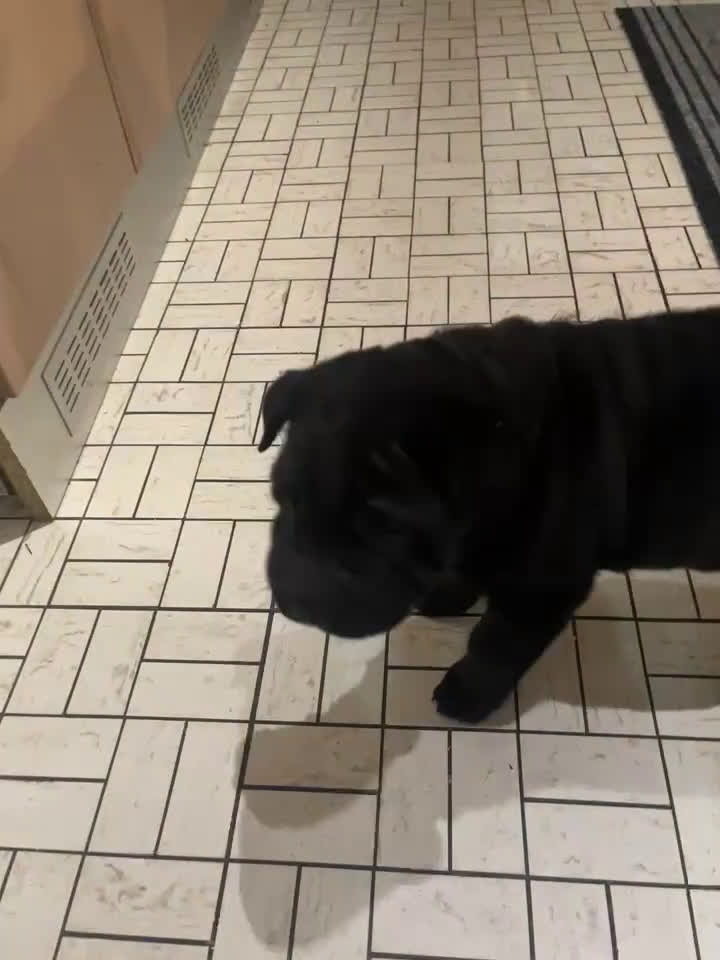 Shar Pei honden te koop: Sharpei - Video 1