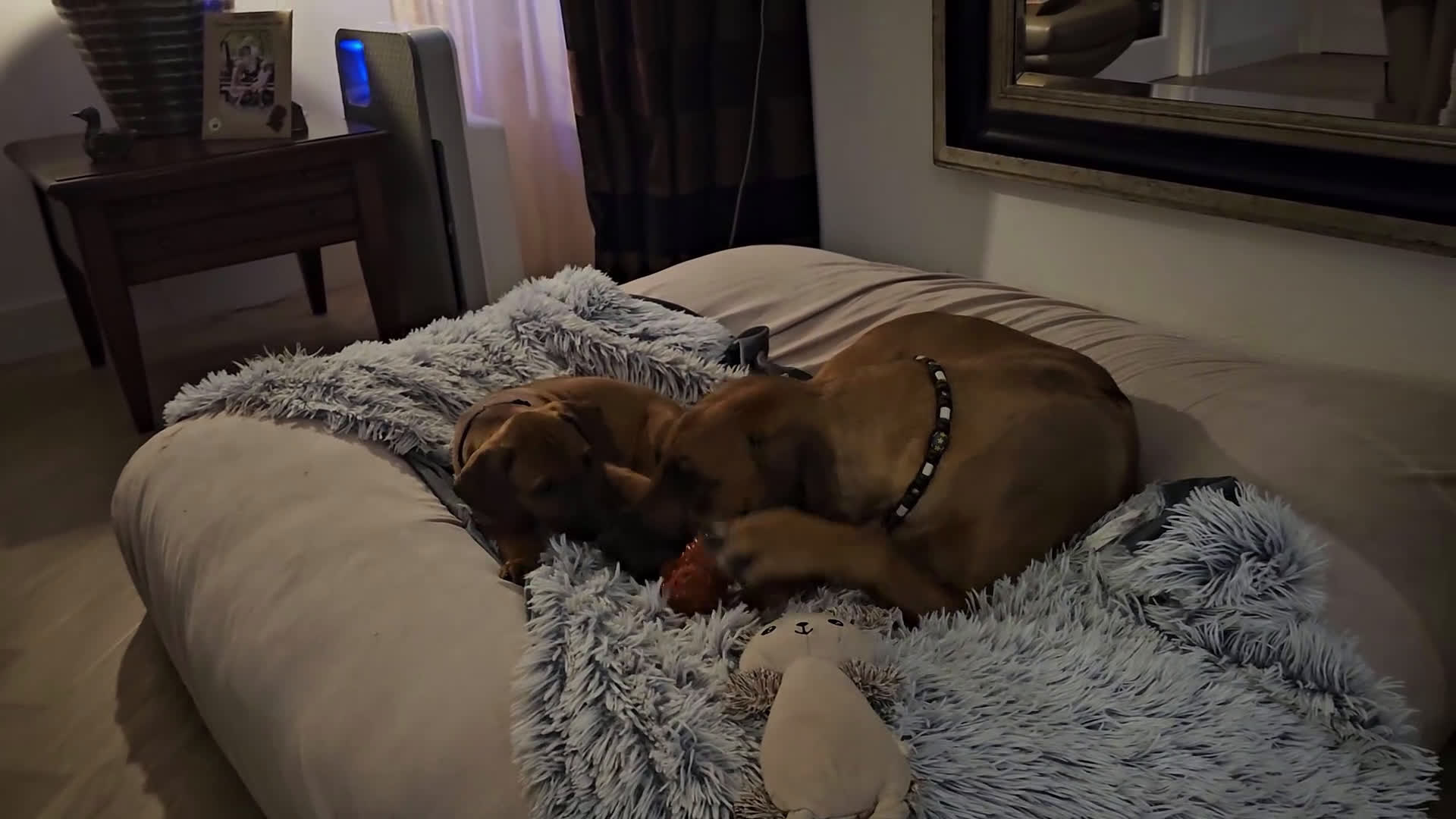 Rhodesian Ridgeback honden te koop: Prachtig Rhodesian Ridgeback reutje - Video 2