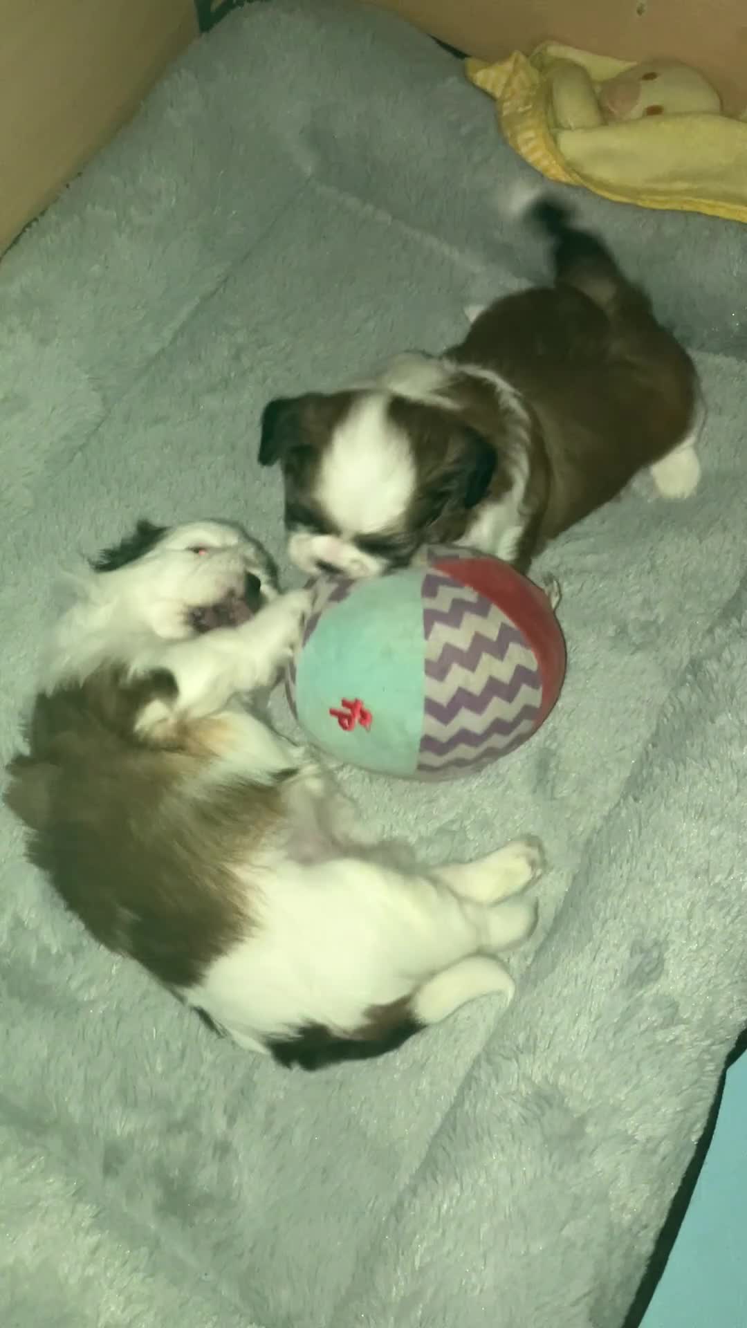 Shih Tzu honden te koop: 2 Shih Tzu pups  - Video 1