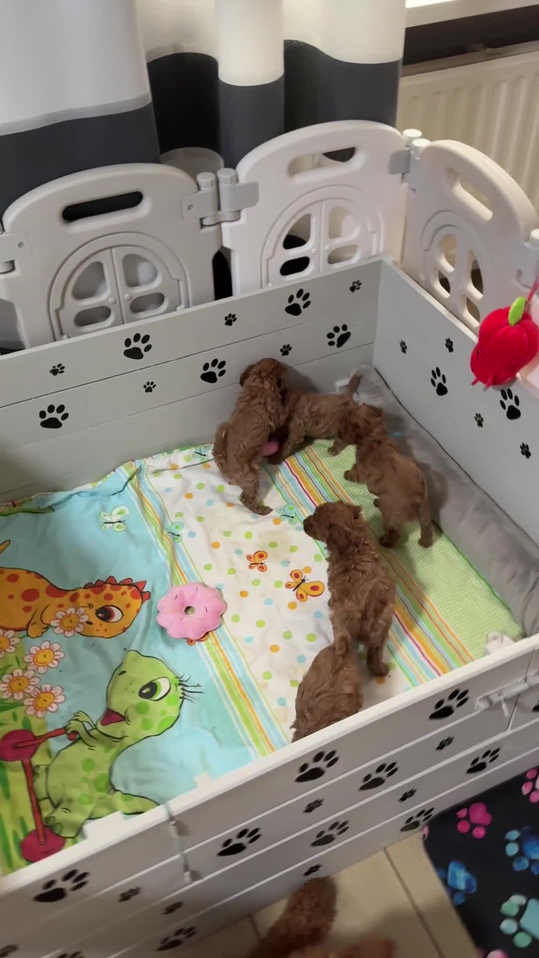 Poedel Toy honden te koop: Poedel toy pups 🐩 1 teef   beschikbaar !!! - Video 1