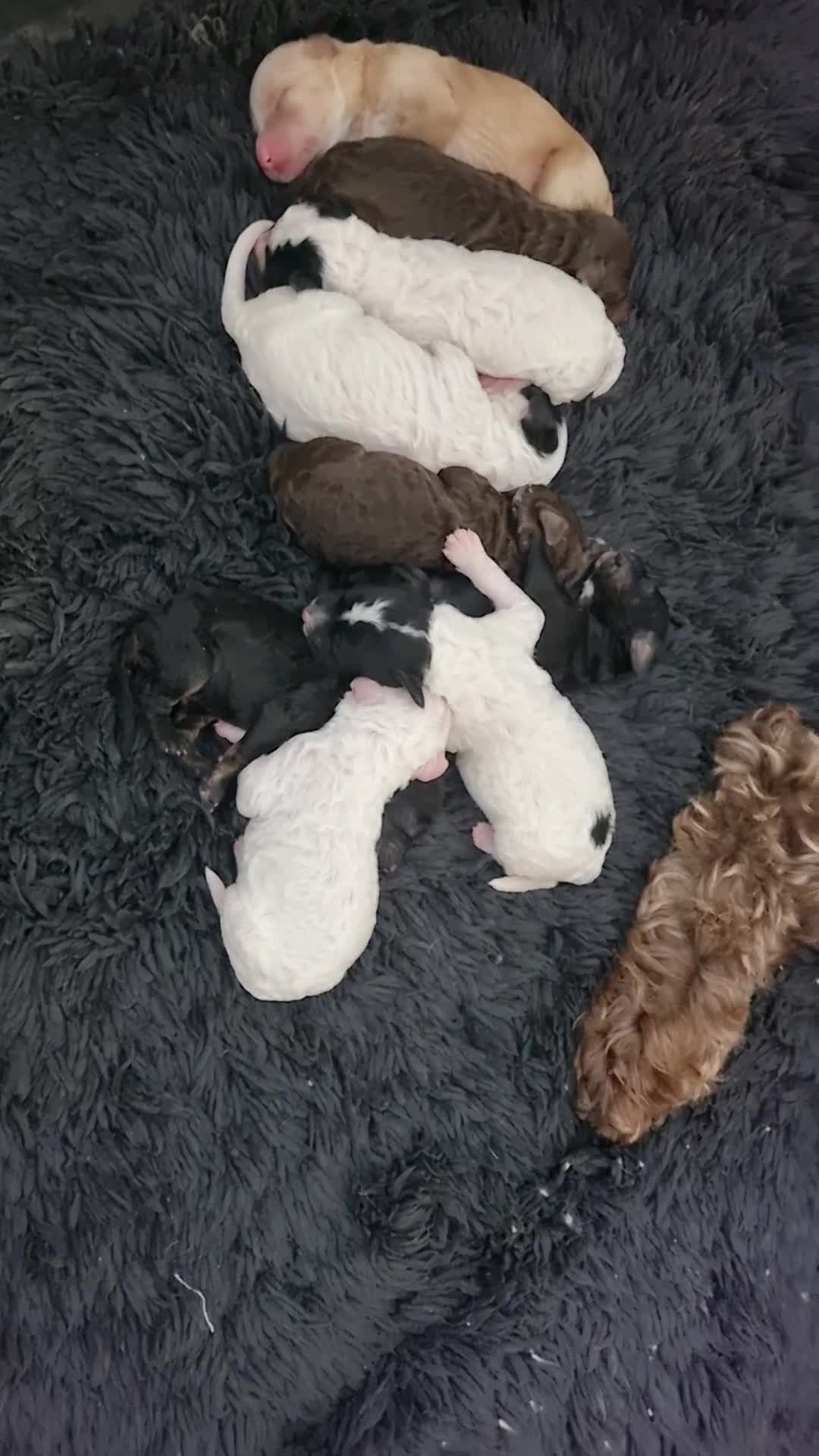 Australian Labradoodle honden te koop: Australian Labradoodle pups - Video 1