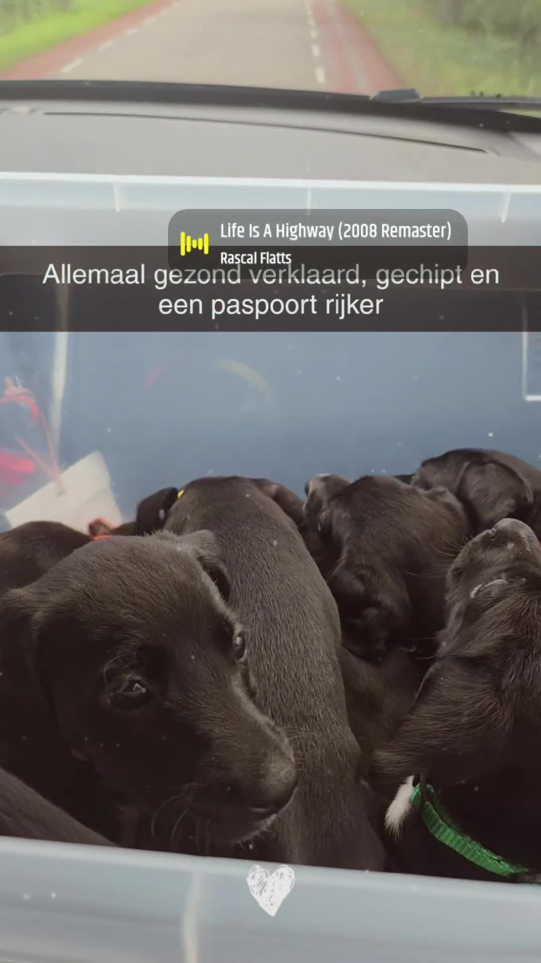 Kruising honden te koop: Nog 3 geweldige pups – Labradoodle x Dalmatiër - Video 1