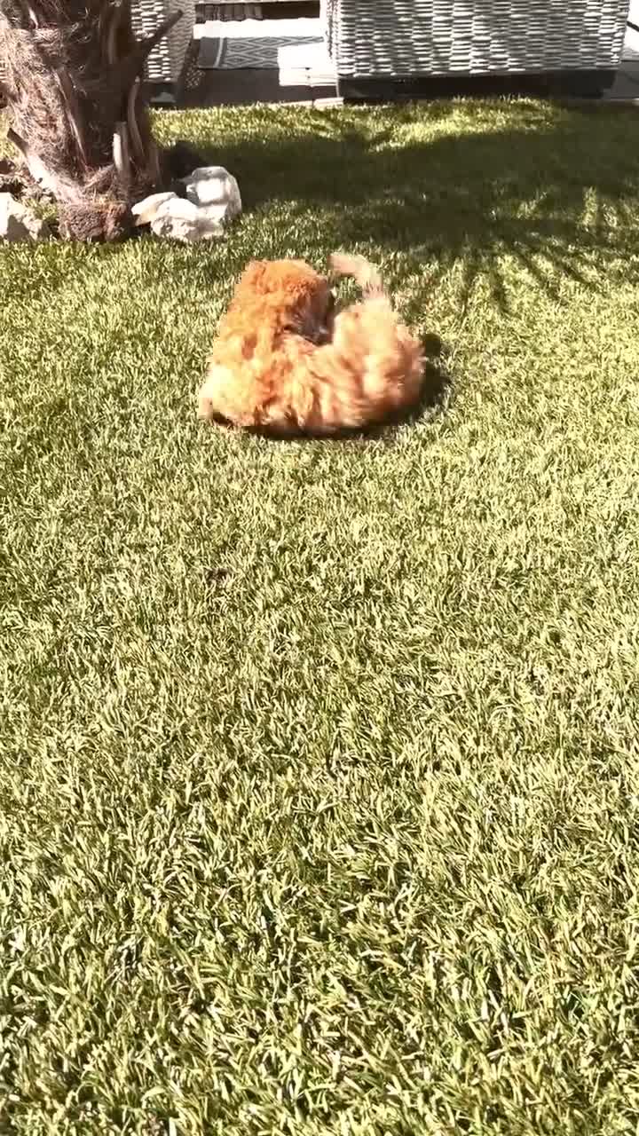Maltipoo honden te koop: Maltipoo pup  - Video 2