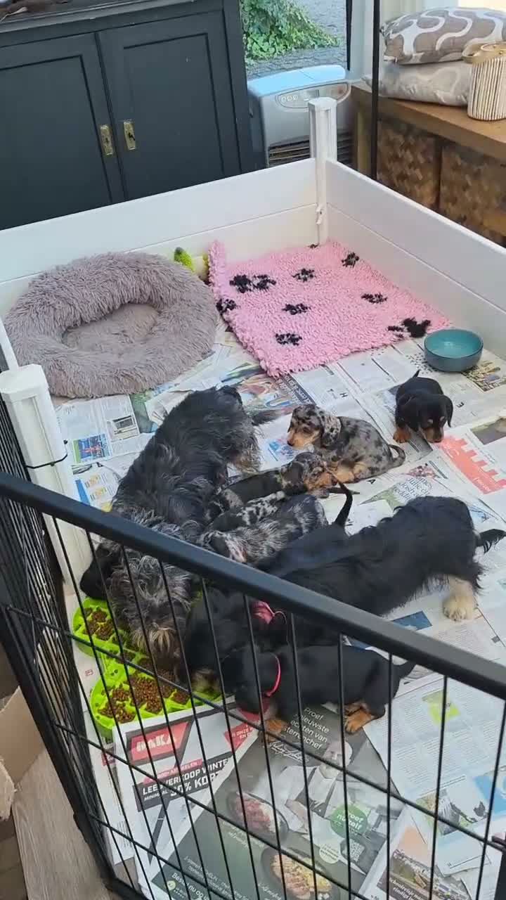 Teckel honden te koop: Superlieve sociale teckelpups zoeken nieuw huis - Video 1