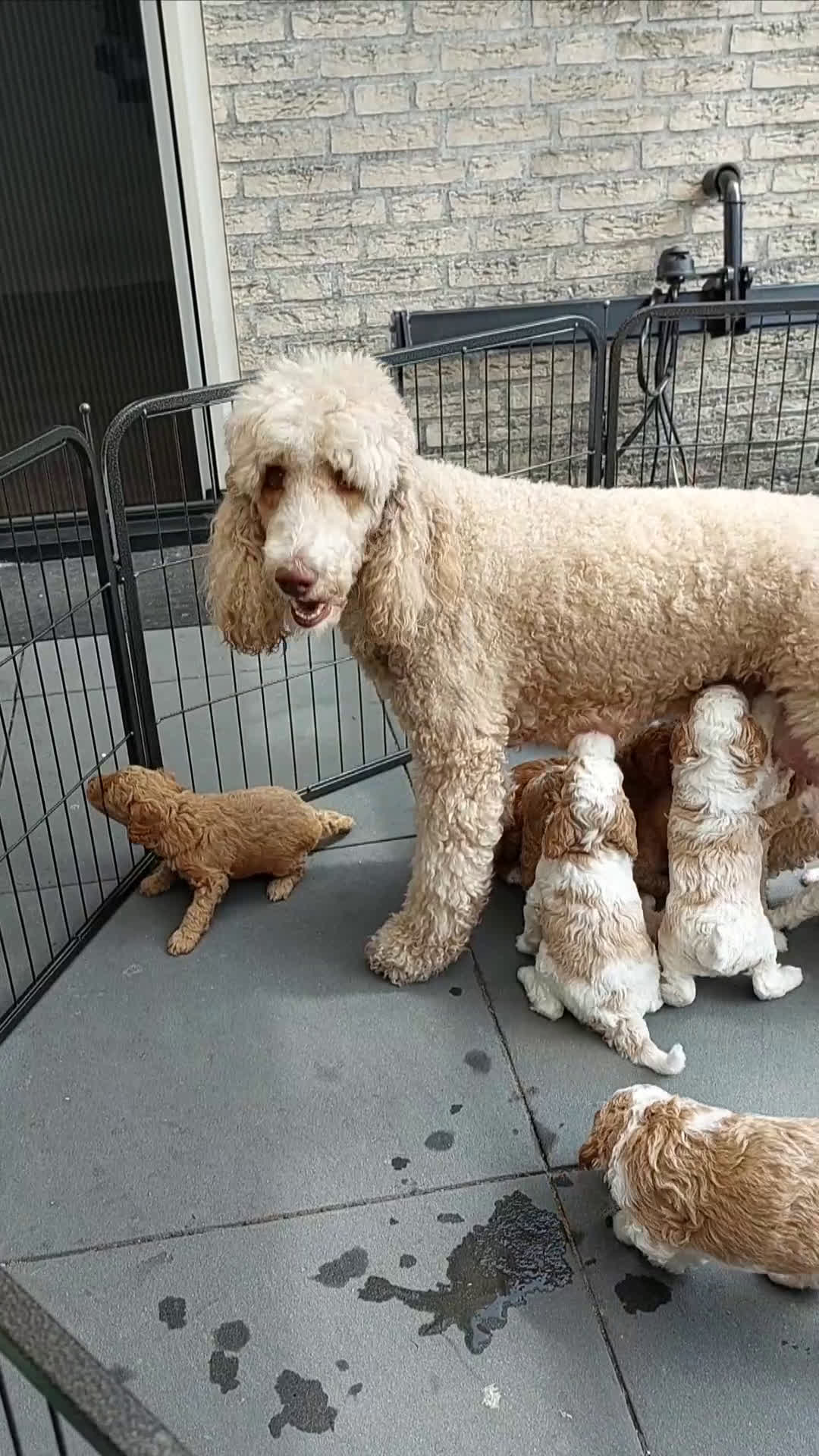 Poedel honden te koop: Raszuivere middenmaat poedelpups - Video 1