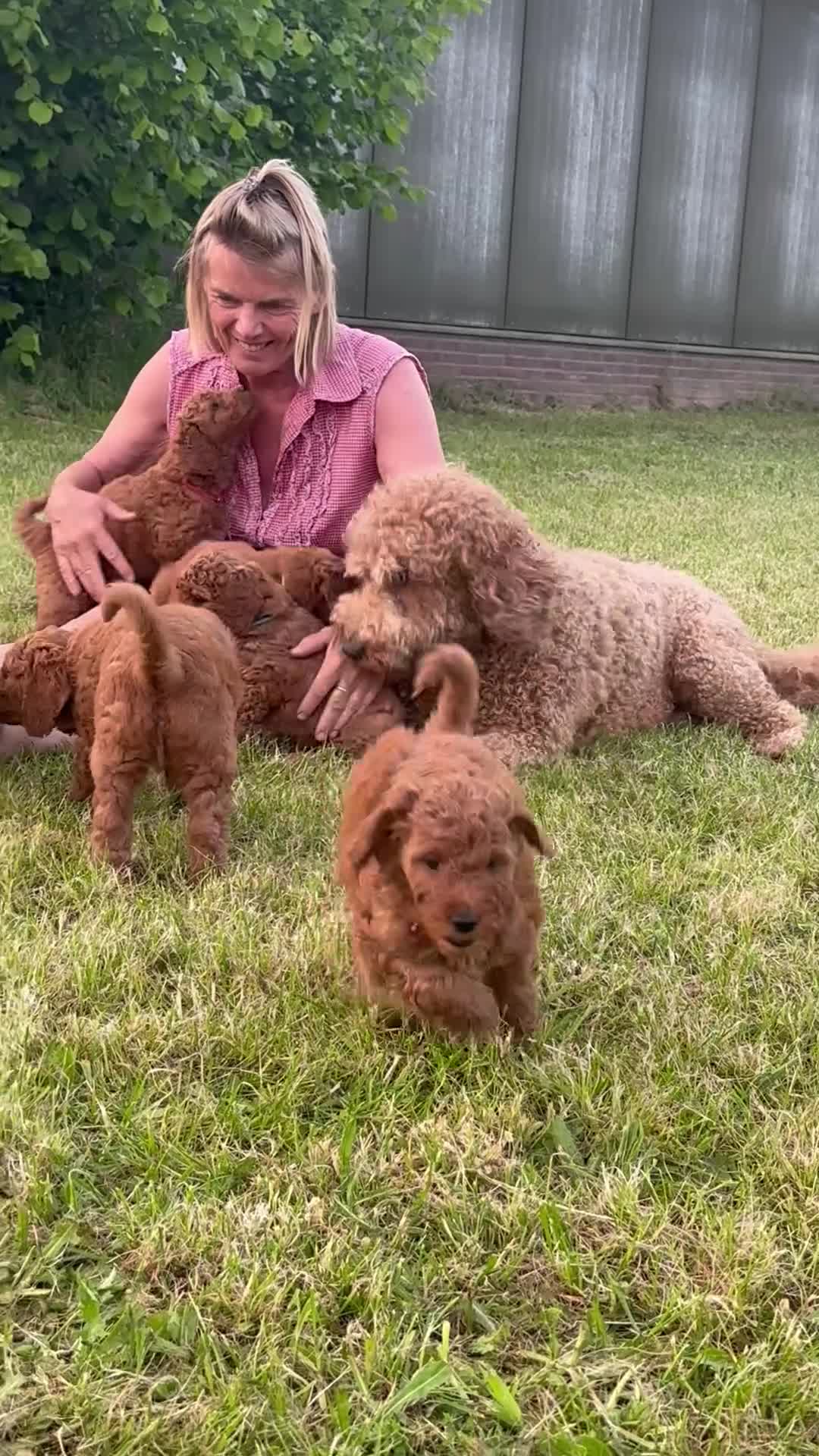 Australian Labradoodle honden te koop: Prachtig nest labradoodles (medium) - Video 5