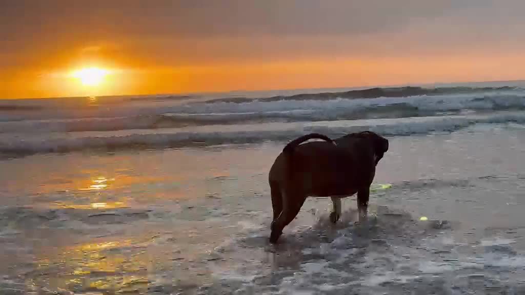 Kruising honden te koop: Red Nose Pitbull/Bully XL/stafford nest verwacht - Video 1