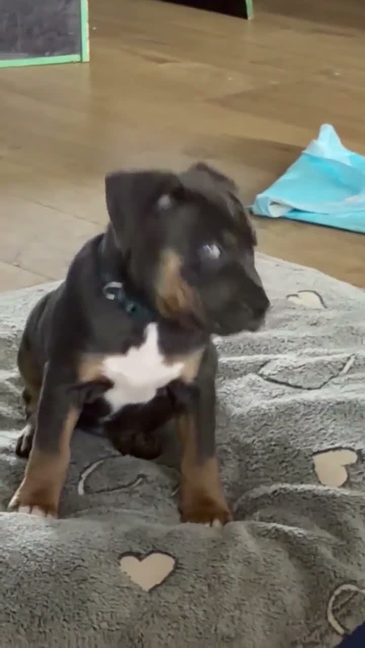 Kruising honden te koop: Tri-Colored ‘Amerikaanse Stafford’ teefje - Video 1