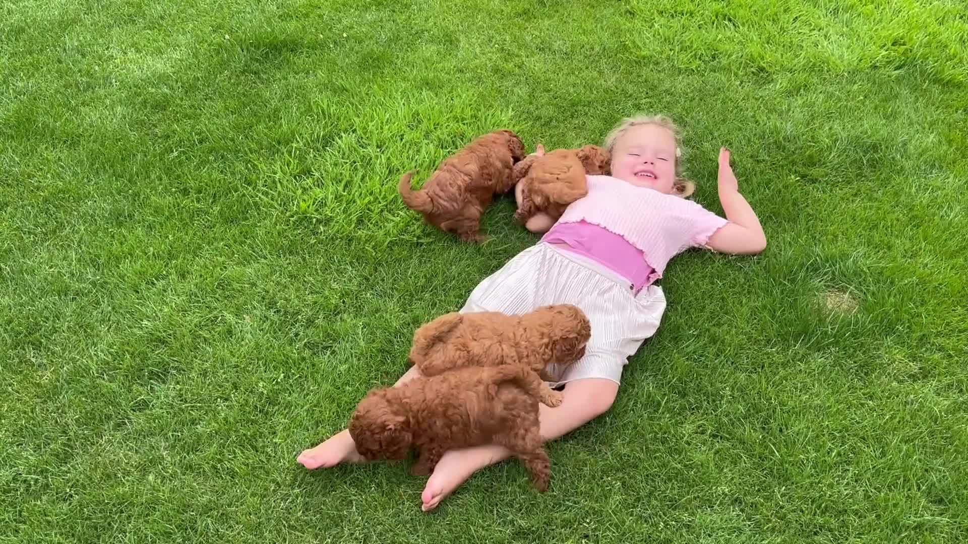 Poedel Toy honden te koop: Prachtig nestje rode/abricot toy poedels toypoedel - Video 1