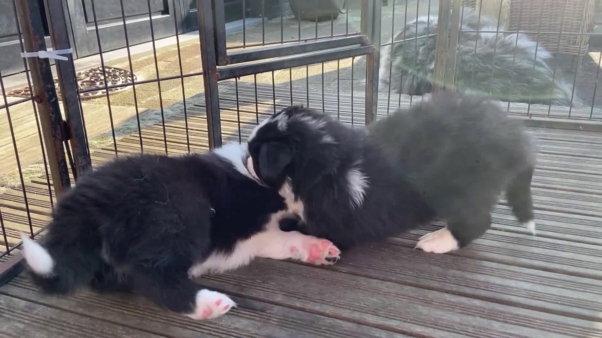 Australian Shepherd honden te koop: Australian Shepherd pups - Video 2