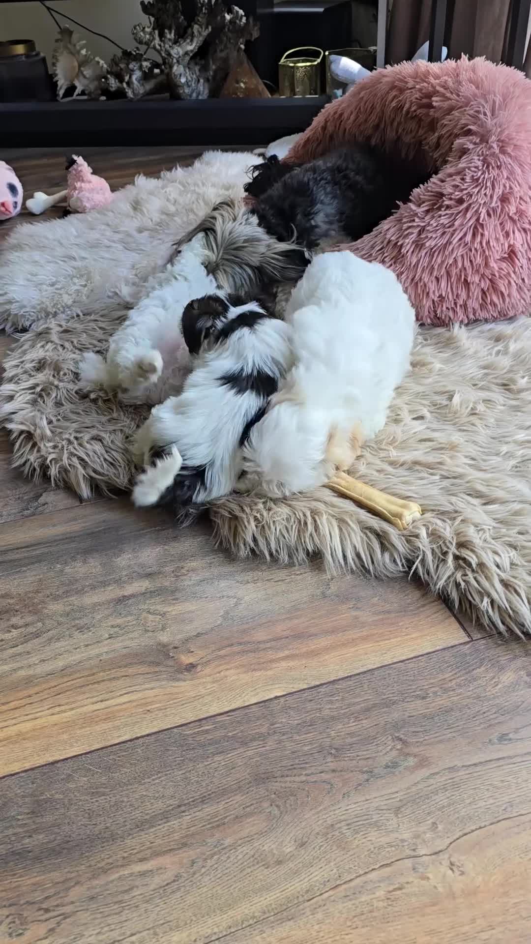 Morkie honden te koop: Zeer mooie witte Morkie pups reutjes in Groningen - Video 2